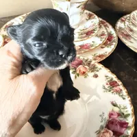 Blue, a male Yorkshire Terrier for sale in Centre, AL – Photo 2 of 3