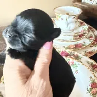 Blue, a male Yorkshire Terrier for sale in Centre, AL – Photo 1 of 3