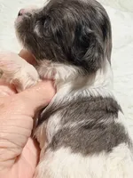 Oscar, a male Yorkshire Terrier for sale in Centre, AL – 2 of 2