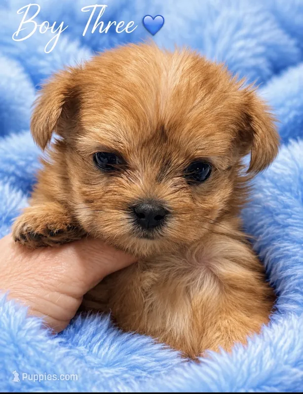 Sammy – Morkie puppy for sale in Centre, AL