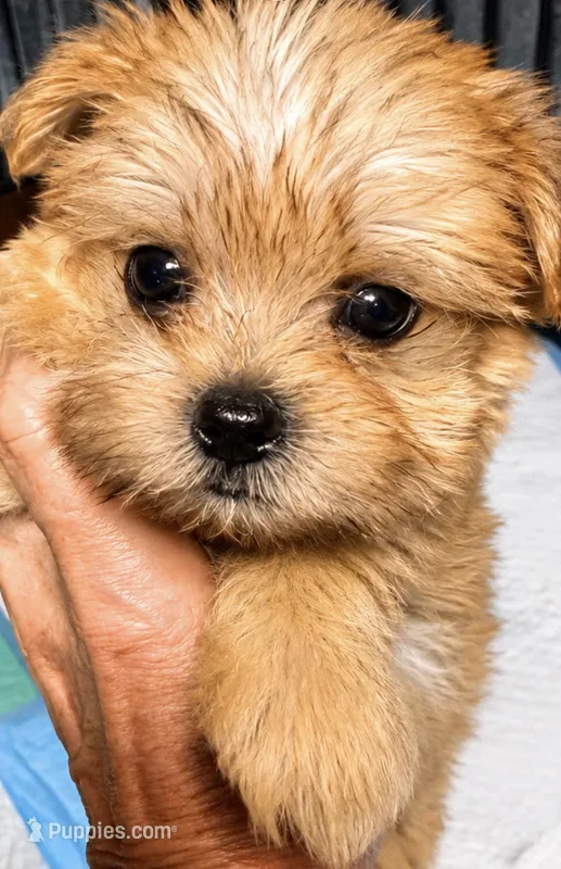 Roscoe – Morkie puppy for sale in Centre, AL