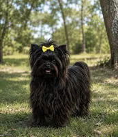 Elli, a female Yorkshire Terrier for sale in Centre, AL – 2 of 3