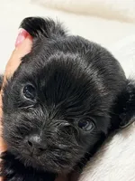 Marco, a male Yorkshire Terrier for sale in Centre, AL – 3 of 3