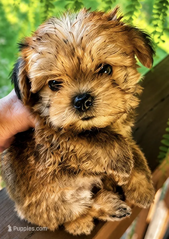 Luca – Morkie puppy for sale in Centre, AL