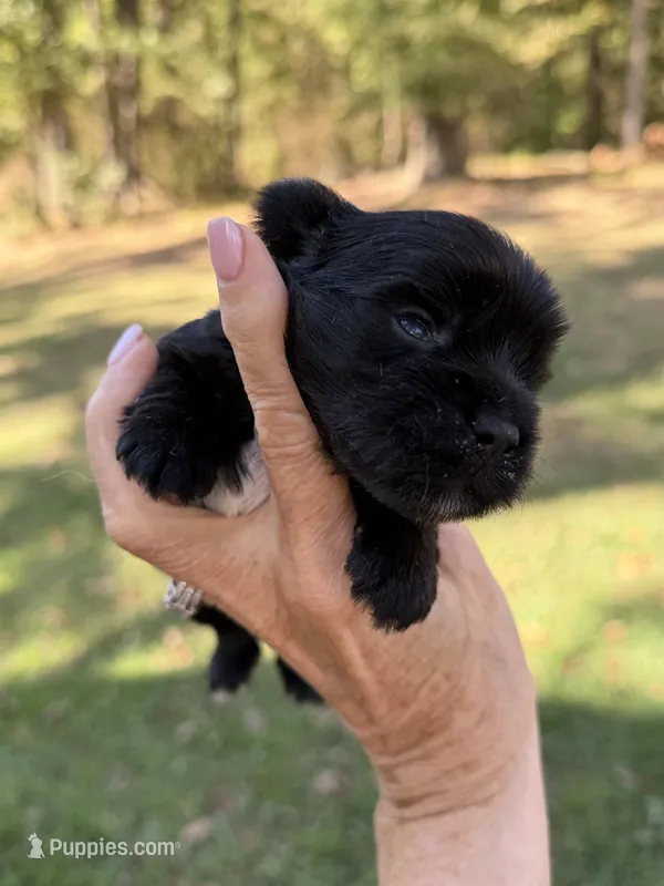 Blu – Yorkshire Terrier puppy for sale in Centre, AL