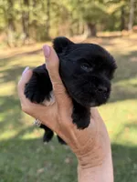 Blu, a male Yorkshire Terrier for sale in Centre, AL – 1 of 5
