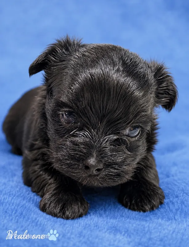 Marco – Yorkshire Terrier puppy for sale in Centre, AL