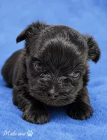 Marco, a male Yorkshire Terrier for sale in Centre, AL – 1 of 3