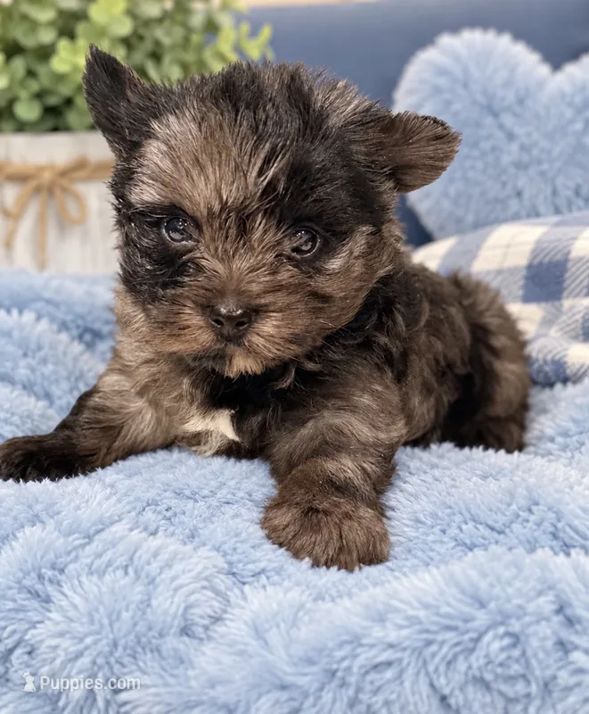 Blue  – Yorkshire Terrier puppy for sale in Centre, AL