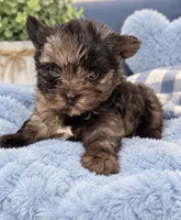 Blue , a male Yorkshire Terrier for sale in Centre, AL – 1 of 3