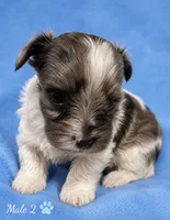 Oscar, a male Yorkshire Terrier for sale in Centre, AL – 1 of 2