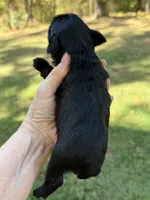 Blu, a male Yorkshire Terrier for sale in Centre, AL – 5 of 5