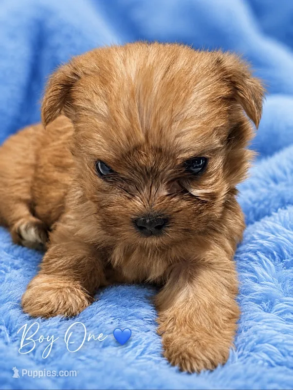 Roscoe – Morkie puppy for sale in Centre, AL