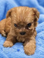 Roscoe, a male Morkie for sale in Centre, AL – 1 of 2