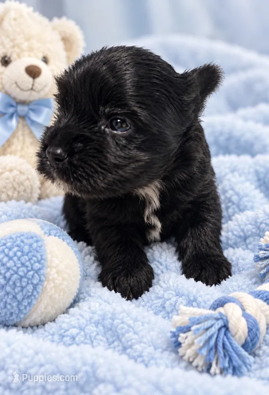 Blu – Yorkshire Terrier puppy for sale in Centre, AL