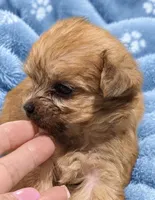 Roscoe, a male Morkie for sale in Centre, AL – 2 of 2