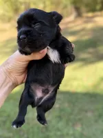 Blu, a male Yorkshire Terrier for sale in Centre, AL – 3 of 5