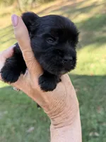 Blu, a male Yorkshire Terrier for sale in Centre, AL – 4 of 5