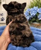 Blue , a male Yorkshire Terrier for sale in Centre, AL – 3 of 3