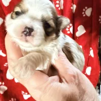 Bubbles, a female Morkie for sale in Centre, AL – Photo 2 of 3