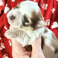 Bubbles, a female Morkie for sale in Centre, AL – Photo 1 of 3