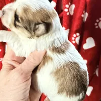 Bubbles, a female Morkie for sale in Centre, AL – Photo 3 of 3