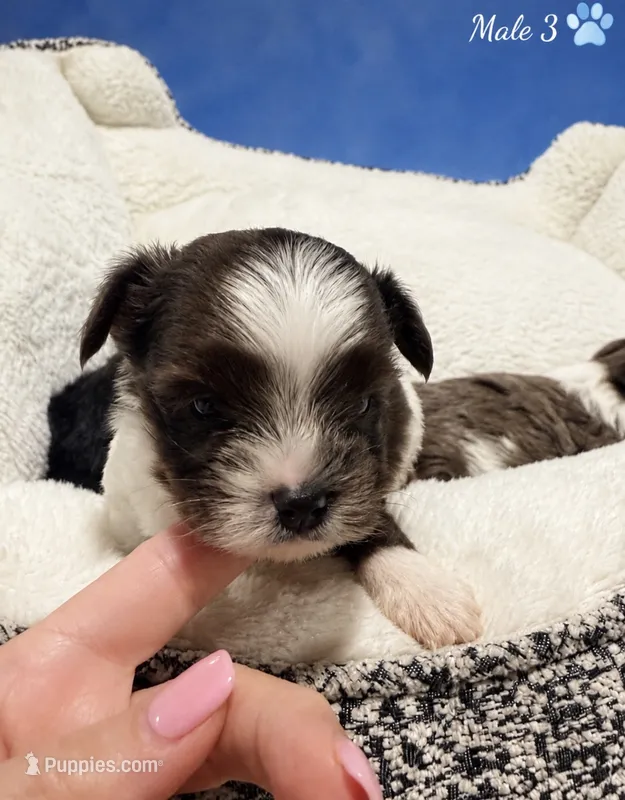 Polo – Yorkshire Terrier puppy for sale in Centre, AL