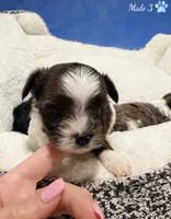 Polo, a male Yorkshire Terrier for sale in Centre, AL – 1 of 1