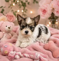 Elli, a female Yorkshire Terrier for sale in Centre, AL – 1 of 3