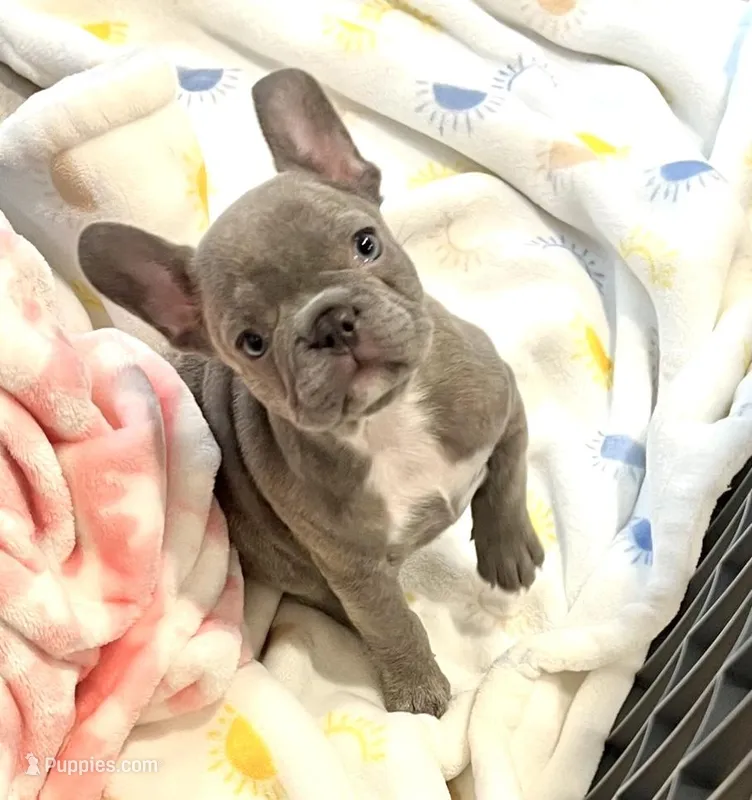 Tiny Lilac – French Bulldog puppy for sale in El Dorado Hills, CA
