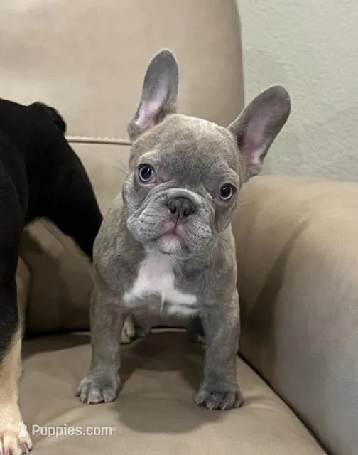 Tiny Lilac – French Bulldog puppy for sale in El Dorado Hills, CA