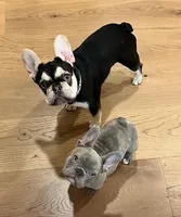 Tiny Lilac, a female French Bulldog for sale in El Dorado Hills, CA – Photo 2 of 4