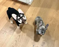 Tiny Lilac, a female French Bulldog for sale in El Dorado Hills, CA – Photo 3 of 4