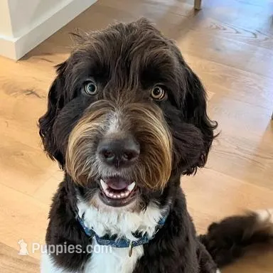 Newfypoo, a male Newfoundland and Poodle - Standard  for sale in El Dorado Hills, CA – Photo 1 of 5