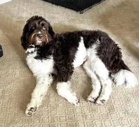 Newfypoo, a male Newfoundland and Poodle - Standard  for sale in El Dorado Hills, CA – Photo 5 of 5