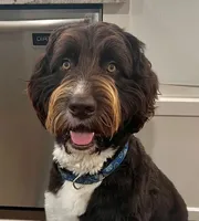 Newfypoo, a male Newfoundland and Poodle - Standard  for sale in El Dorado Hills, CA – Photo 2 of 5