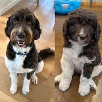 Rupert, a male Newfypoo for sale in El Dorado Hills, CA – Photo 6 of 7