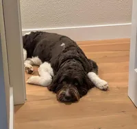 Rupert, a male Newfypoo for sale in El Dorado Hills, CA – Photo 4 of 7