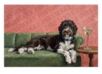 Rupert, a male Newfypoo for sale in El Dorado Hills, CA – Photo 3 of 7