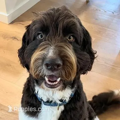 Rupert, a male Newfypoo for sale in El Dorado Hills, CA – Photo 7 of 7