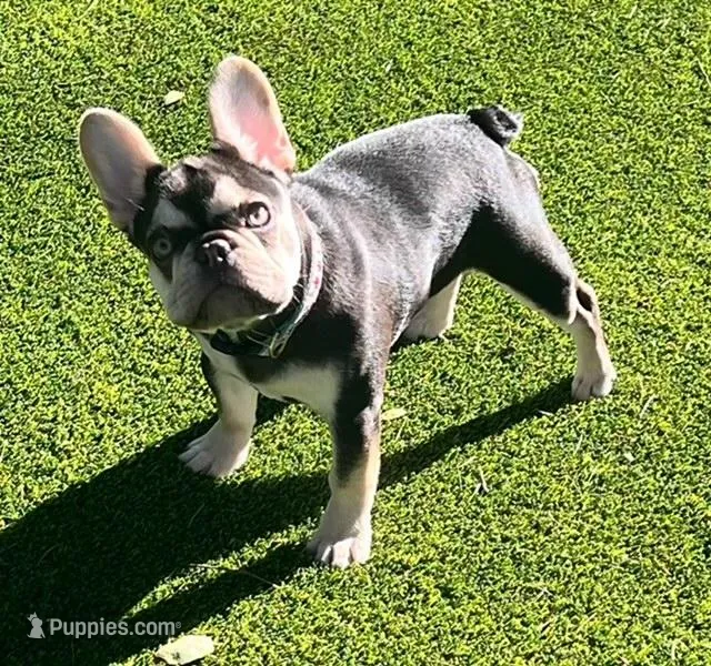 Cora – French Bulldog puppy for sale in El Dorado Hills, CA