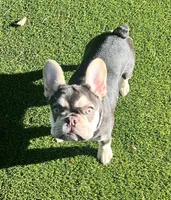 Cora, a female French Bulldog for sale in El Dorado Hills, CA – Photo 2 of 3