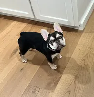 Cora, a female French Bulldog for sale in El Dorado Hills, CA – Photo 3 of 3