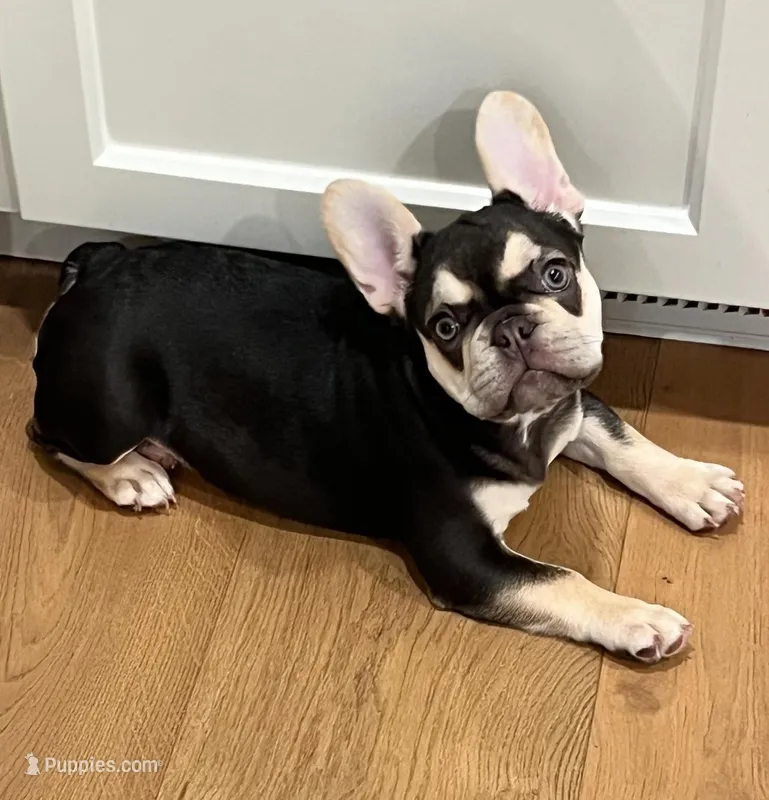 Cora – French Bulldog puppy for sale in El Dorado Hills, CA
