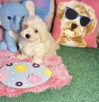 My’Lan, a female Maltipoo for sale in Port Arthur, TX – Photo 1 of 3