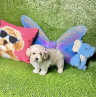 My’Lan, a female Maltipoo for sale in Port Arthur, TX – Photo 3 of 3