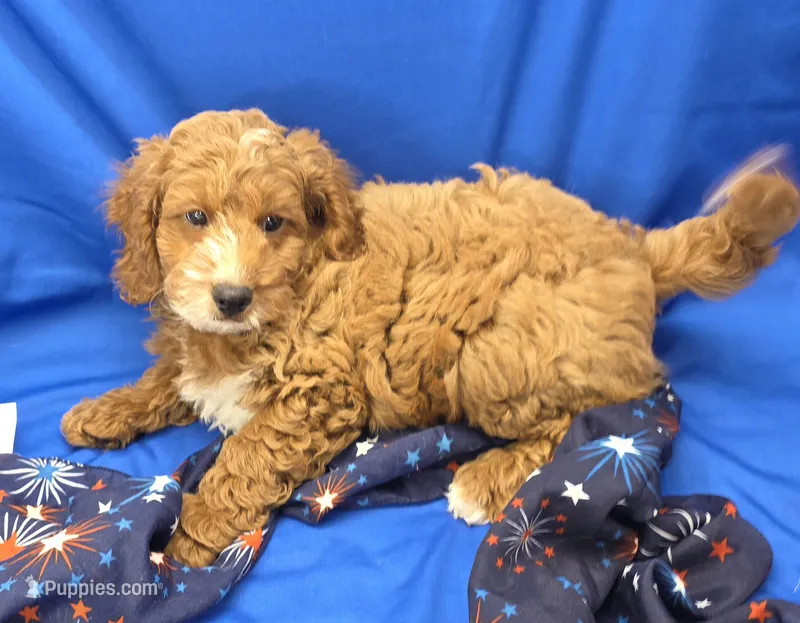 Cody – Cavapoo puppy for sale in Ozark, MO