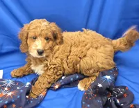 Cody, a male Cavapoo for sale in Ozark, MO – 1 of 5