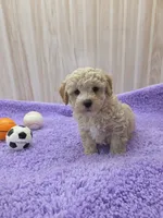 Dusty, a male Poodle - Toy  for sale in Ozark, MO – 1 of 6