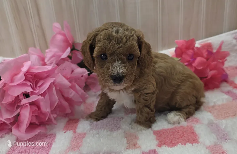 Daisy – Cavapoo puppy for sale in Ozark, MO